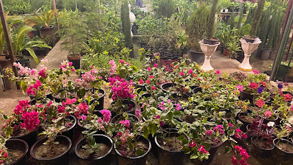 مشتل دوار الشمس - السيب -