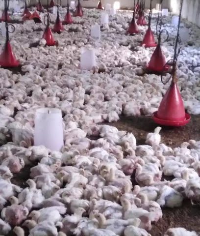 مزرعة الأمانة للدواجن - الكامل والوافي - +968 9412 9898