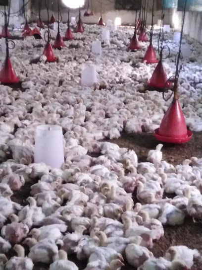 مزرعة الأمانة للدواجن - Oman|412|Al Kamal Al Kamil Al kamil OM