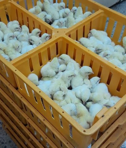 المواشي الوطنية ش م م - بركاء الرميس جنوب ، MV4J + V6 الرميس بركاء - +968 9941 7644