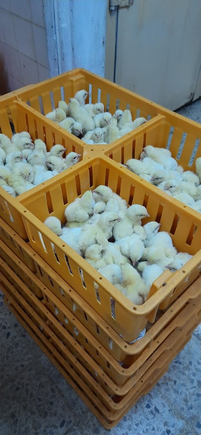 المواشي الوطنية ش م م - Oman|112|بركاء الرميس جنوب،MV4J+V6 Ar Rumays Barka