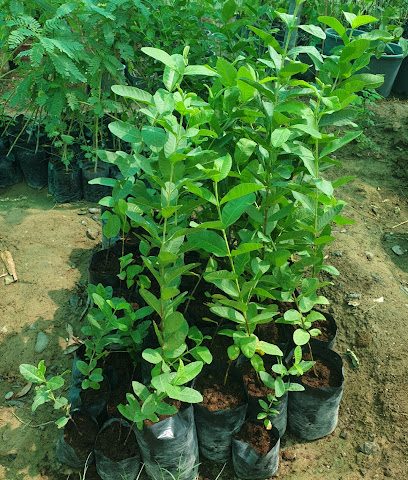 مشتل سهول الخيمة - عبري - +968 9975 2421