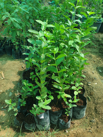 مشتل سهول الخيمة - Oman|Ibri|السليف،|6G86+57P