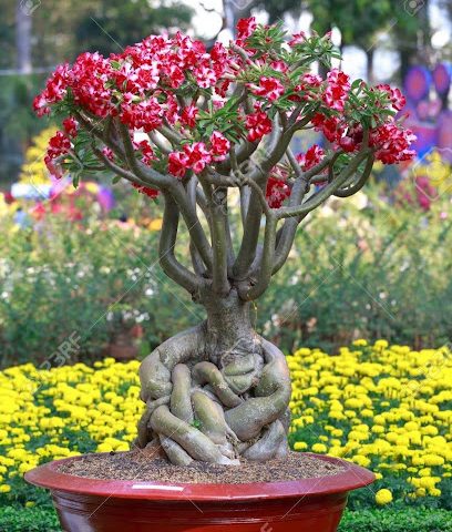 مشتل بركة الموز - بركة الموز -