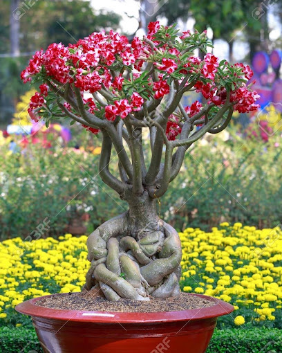 مشتل بركة الموز - Oman|WM7F+9F6، بركة الموز،