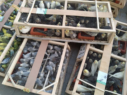 متجر كينج مانيك للحيوانات الاليفة - صلالة - +968 9182 1004