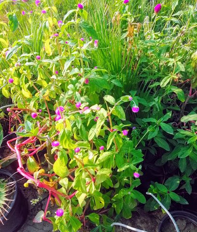 مشتل خط التشجير لتصميم الحدائق وصيانة خط الحدائق - السيب ، - +968 9210 7253