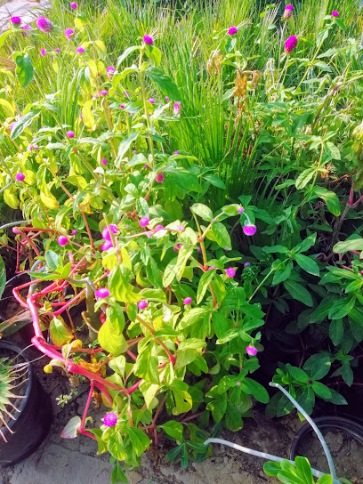 مشتل خط التشجير لتصميم الحدائق وصيانة خط الحدائق - Oman|السيب‎،|Street 55