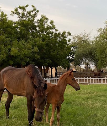 إسطبلات ال دره - بركاء - +968 9477 0068