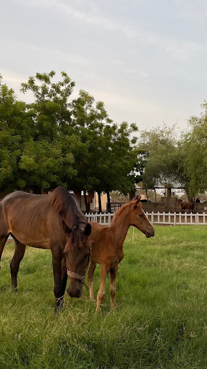 إسطبلات ال دره - Oman|Barka|Unnamed Road