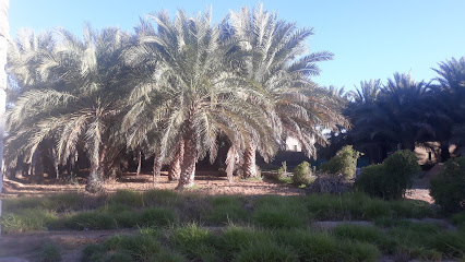 محطة مخيم وهيبة بدو ريفي - بدية -