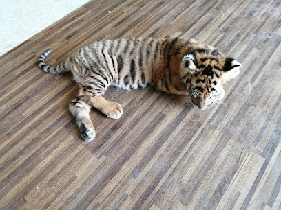 المركز الدولي البيطري المركز الدولي البيطري - بركاء - +968 9740 1515