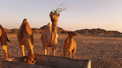 ملعب الشعب الرياضي - الحيال -
