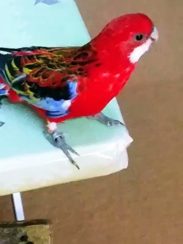 الطيور والحيوانات الأليفة وأسماك الزينة وملحقاتها - الملتقى -