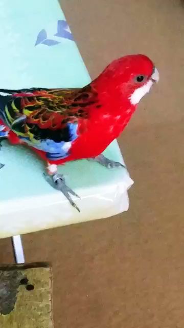 الطيور والحيوانات الأليفة وأسماك الزينة وملحقاتها - Oman|الملتقى|93M5+MH8