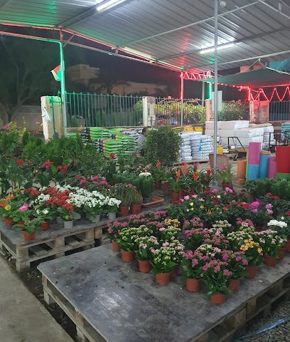 حضانة القديمة مشتل القديمة - السيب - السيب - +968 9902 1806