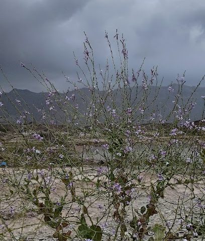 بحيرة العامرات - العامرات -