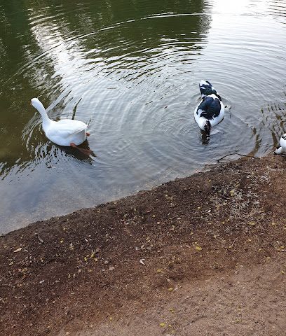 المجمع الرياضي للطالبات - السيب -