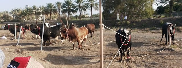 حوطة شناص - ولاية شناص ، -