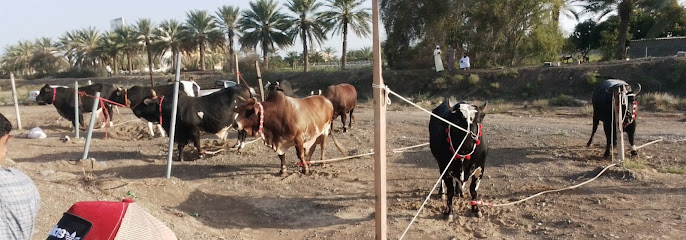 حوطة شناص - Oman|ولاية شناص،|PCWW+7W