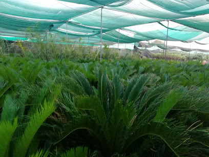 كاشف ياسين باكستان - الرميس - +968 9528 1112