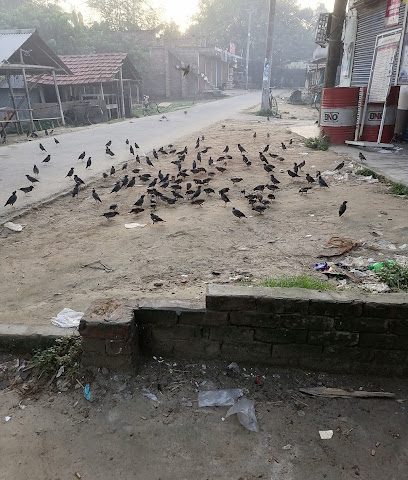 مزرعة دواجن الربيع - ولاية نزوى ، - +968 9947 0432