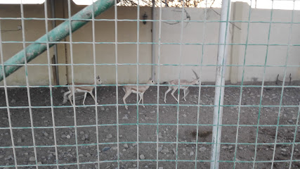 فريق نبر - Dawanji -