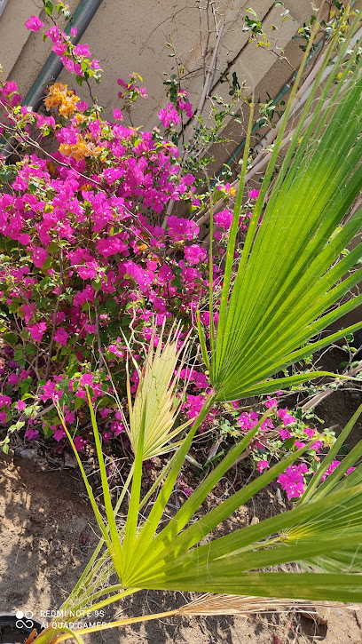 حضانة سهول الشعبية - Oman|Ibri|Ibri-Hafeet Rd|6G85+FC2