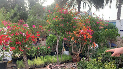 ناشونال ايلاند فلاور ذ - مسقط - +968 9591 2742