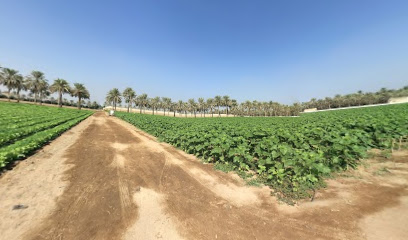 التسنيم سويق - السويق -