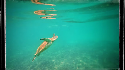 عالم البحار عمان - مسقط - +968 9124 1191