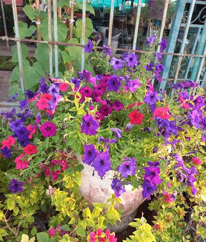 مشتل عمر الزراعية مشتل عمر الزراعية - السيب - السيب - +968 9295 9792