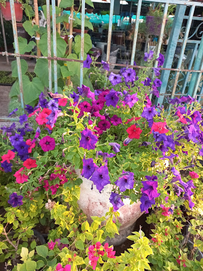 مشتل عمر الزراعية مشتل عمر الزراعية - السيب - Oman|Seeb|M56X+PRR