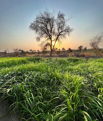 الميرة البرونزية - إعلان دريز - +968 9059 3009