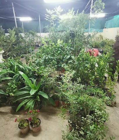 مشتل بلانت - ينقل - +968 9300 7093