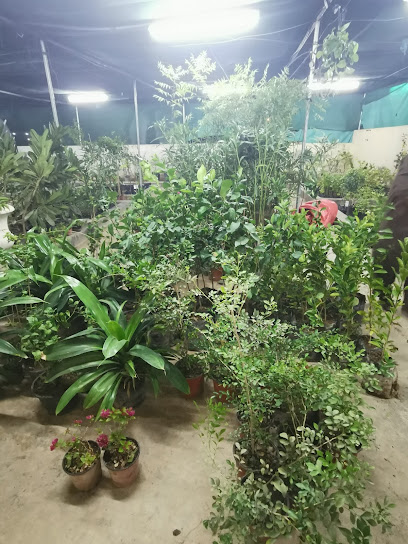 مشتل بلانت - Oman|Yanqul|8