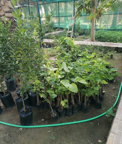 حضانة مشتل -  -