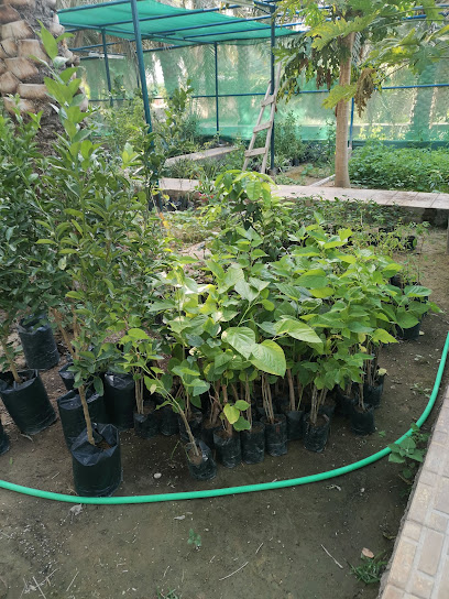 حضانة مشتل - Oman|15