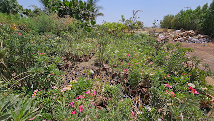 نباتات الغراس مشتل غراس - صلالة - +968 9131 0730