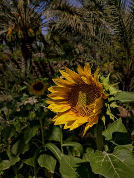 مزارع الجود الوطنية ذ - ماناه - +968 9200 1198