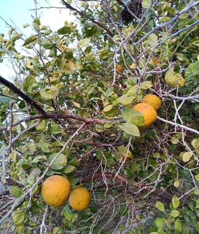 فرع تايجر البحري عمان - Dawanji -