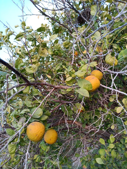 فرع تايجر البحري عمان - Oman|Dawanji|HGC8+F3J