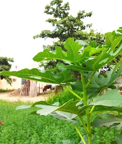 مشتل نبتة مصطفى - السويق - +968 9552 4781