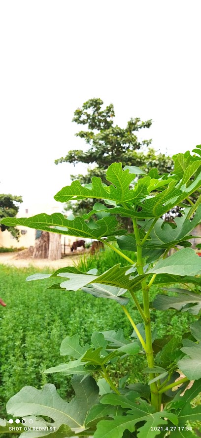 مشتل نبتة مصطفى - Oman|Al Suwayq|R8QG+8FC