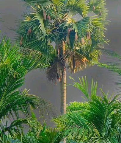 مدرسة نور الإبداع مدرسة نور البدع - ثارماد - +968 9674 6186