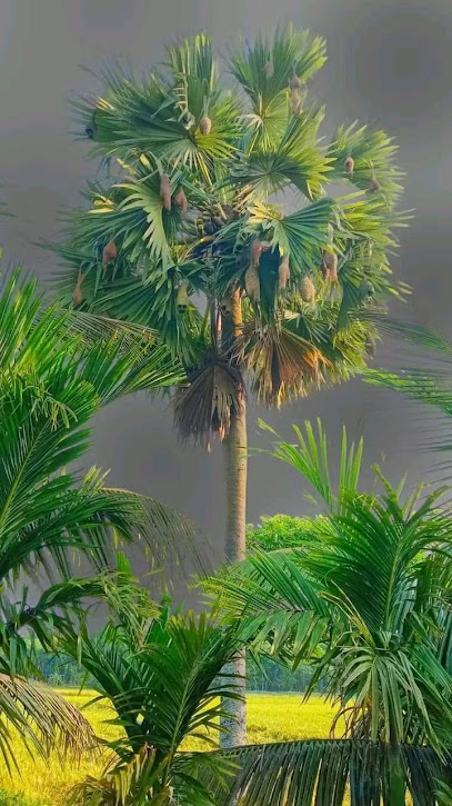 مدرسة نور الإبداع مدرسة نور البدع - Oman|Tharmad|Unnamed Road|QHQG+5HM