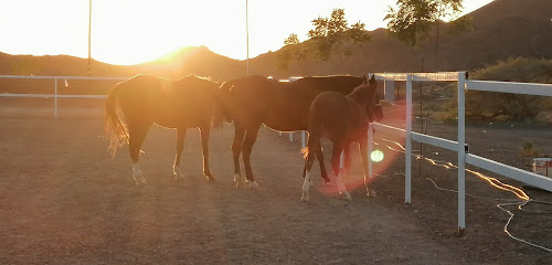 اسطبلات الشرياني للخيول العربية الأصيلة - بهلاء ، - +968 9650 0980