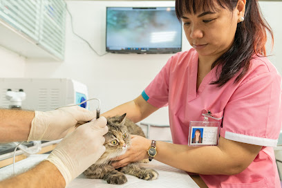 الطبيب البيطري - مسقط - +968 9418 3636