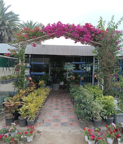 مشتل نبتة صحار - صحار - +968 9535 2435