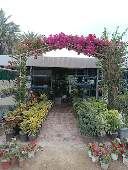 مشتل نبتة صحار - Oman|Sohar|1 Wadi Hibi Street